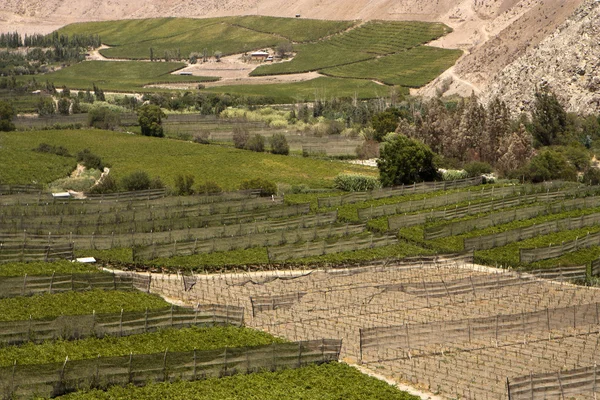 Elqui Valley Chile Termékeny Völgy Barátságtalan Hegyek — Stock Fotó