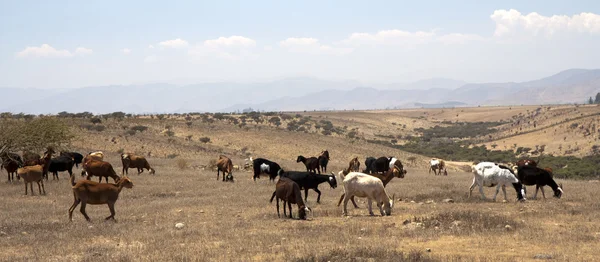 Cabras Pastando Medio Desierto Salvaje — Foto de Stock