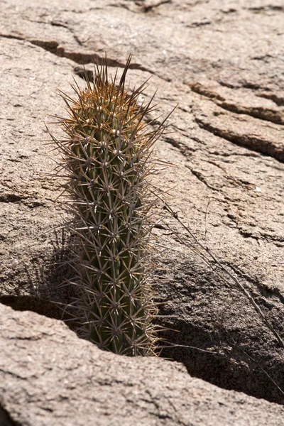 Cactus in rock — Stock Photo, Image