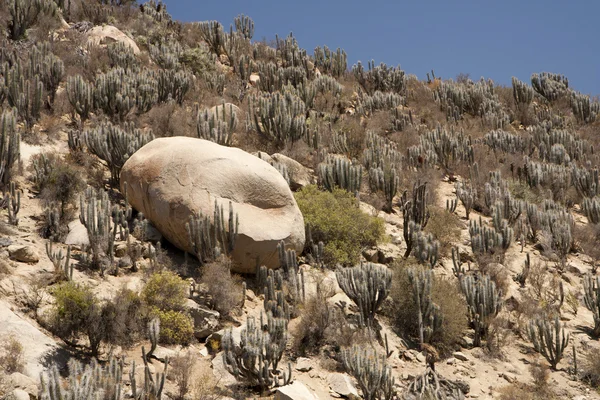 Cactos no deserto — Fotografia de Stock