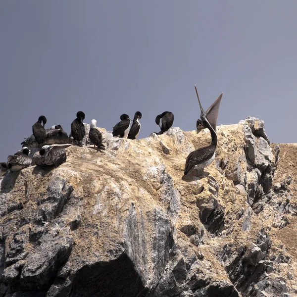 Πτηνών Φωλιάζουν Αποικία Βράχο Στο Humboldt Εθνικό Αποθεματικό Χιλή — Φωτογραφία Αρχείου