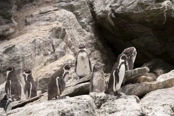 Colonie de Penguin Humboldt — Photo