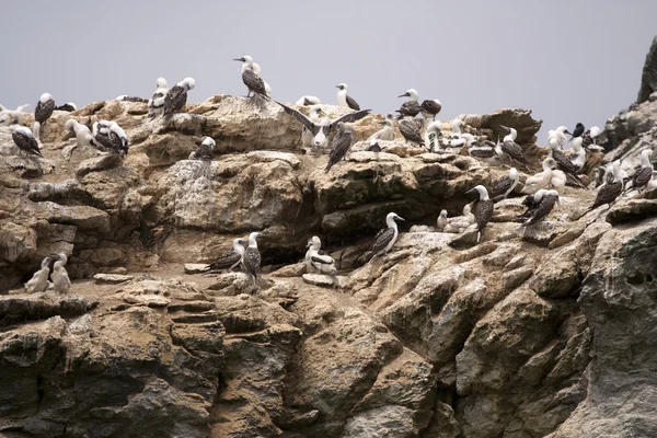 Птичья Колония Гнездится Скале Национальном Заповеднике Гумбольдт Чили — стоковое фото