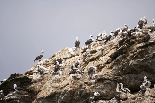 Colonia Uccelli Nidificante Roccia Nella Riserva Nazionale Humboldt Cile — Foto Stock
