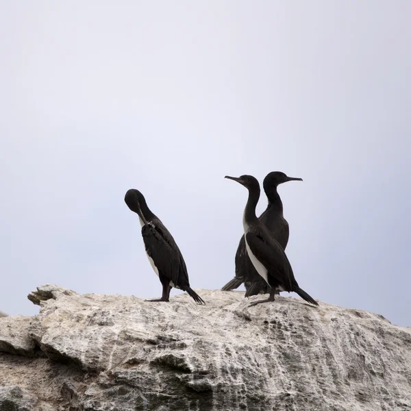 Colônia Pássaros Nidificando Rocha Reserva Nacional Humboldt Chile — Fotografia de Stock