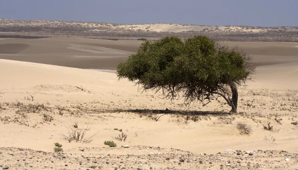 Albero Solitario Nel Deserto Contrasto Tra Foglie Verdi Deserto — Foto Stock
