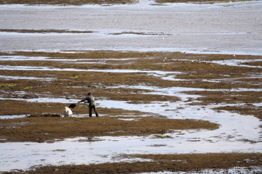 malzeme çekme Seagrass'ı