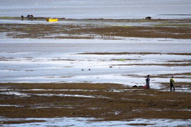 malzeme çekme Seagrass'ı