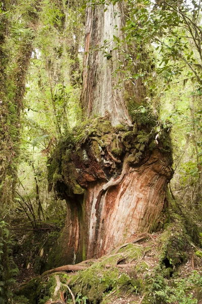 Δέντρο λάρυκος (αγριοπεύκης) — Φωτογραφία Αρχείου
