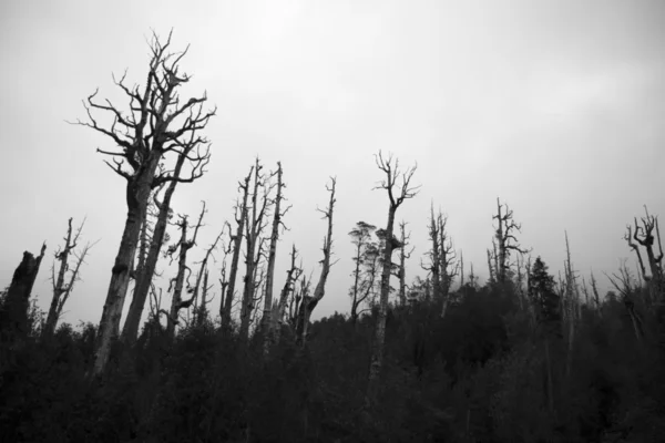Dead forest — Stock Photo, Image