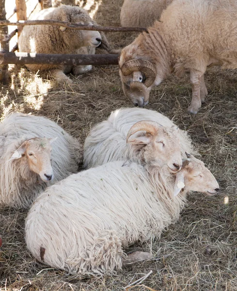 Овцы спят в тени — стоковое фото
