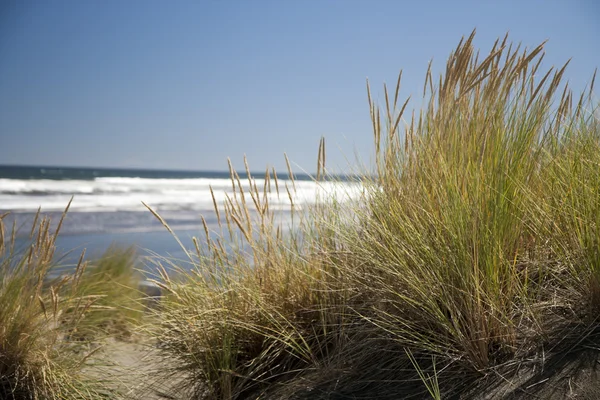 Grass in sand — Stock Photo, Image