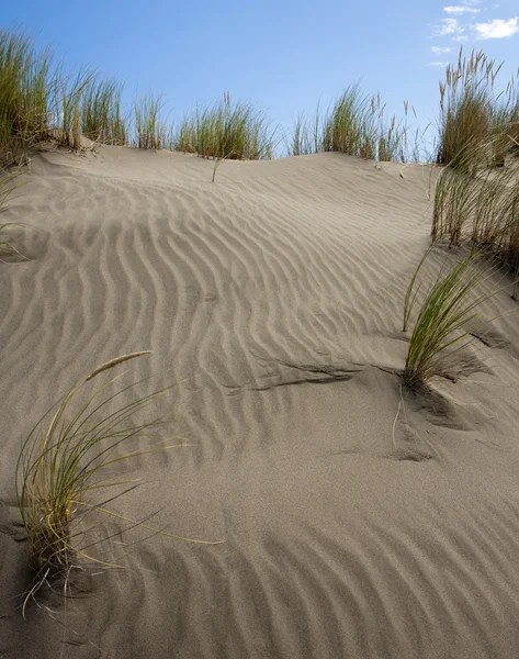 Erba in sabbia — Foto Stock