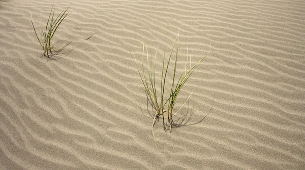 Grass in sand — Stock Photo, Image
