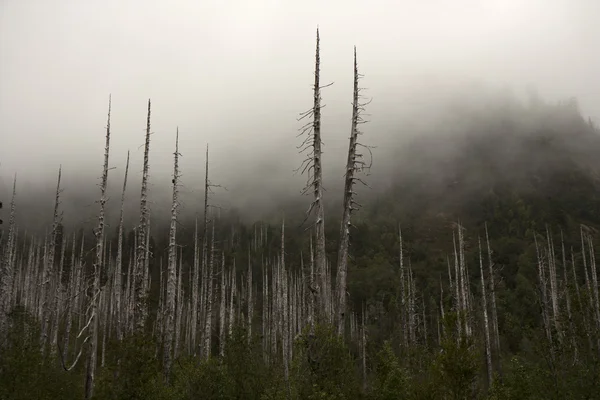 Мертвый лес Стоковое Фото