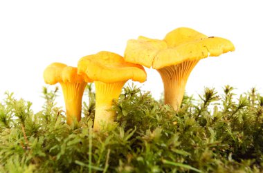 Chanterelle clipart