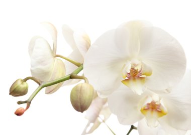 Orchid clipart