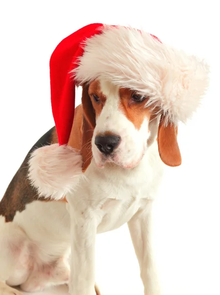 Beagle in rode hoed — Stockfoto