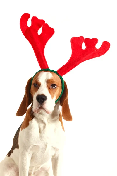 Beagle with horns — Stock Photo, Image