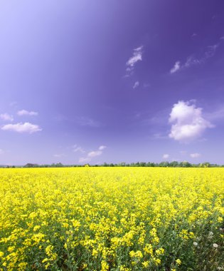 tecavüz (brassica napus), geniş açıda