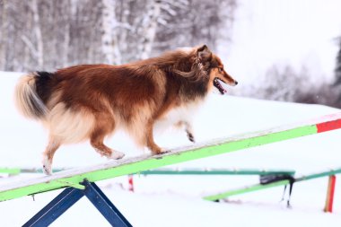 Kışın köpek eğitim.