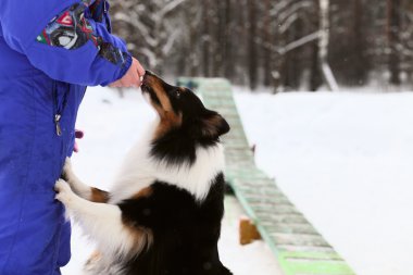 Kışın köpek eğitim.