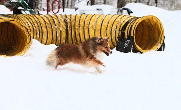 Training Dogs Winter — Stock Photo, Image