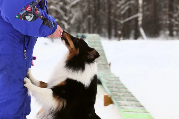 Training Dogs Winter — Stock Photo, Image