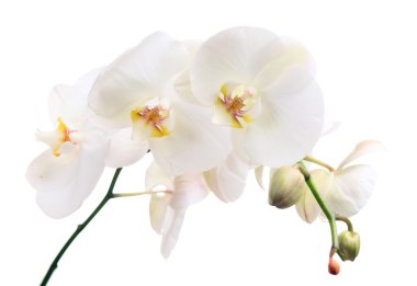 Orchid clipart