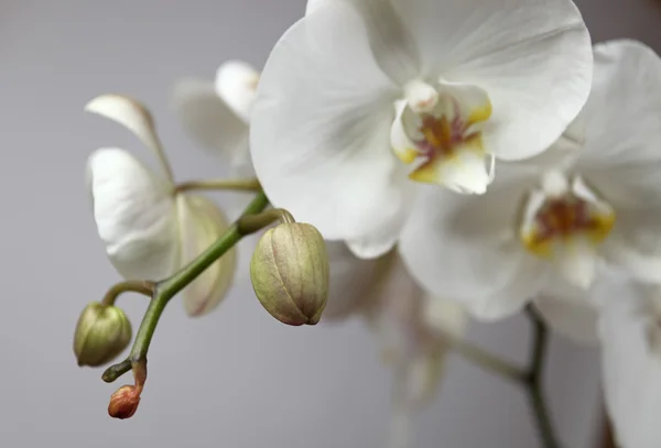 Orchidee Fokus Auf Einen Vordergrund Flache Dof — Stockfoto