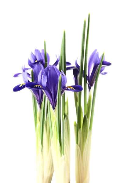 Iris reticulata — Photo