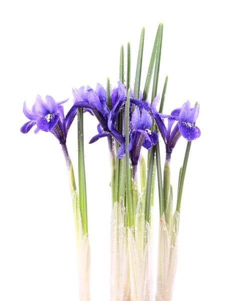 Iris Reticulata Harmonie Een Witte Achtergrond — Stockfoto