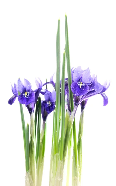 Iris reticulata — Foto de Stock