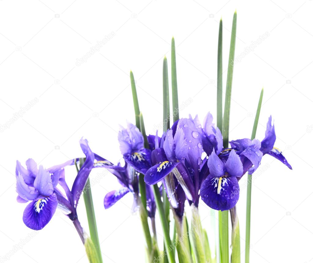Iris reticulata Harmony on a white background.