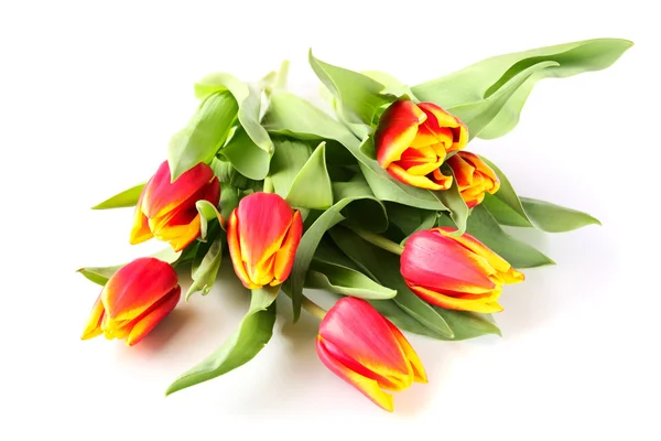 Tulipanes Sobre Fondo Blanco —  Fotos de Stock