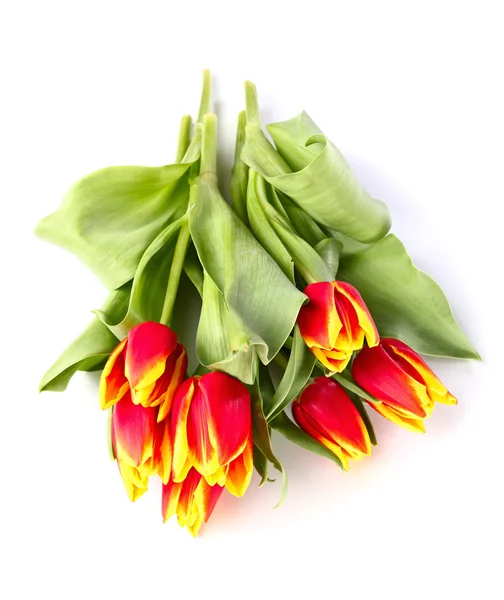 Tulpen Auf Weißem Hintergrund — Stockfoto