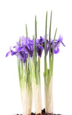 Iris reticulata Harmony on a white background. clipart