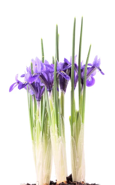 Iris Reticulata Armoni Beyaz Zemin Üzerine — Stok fotoğraf