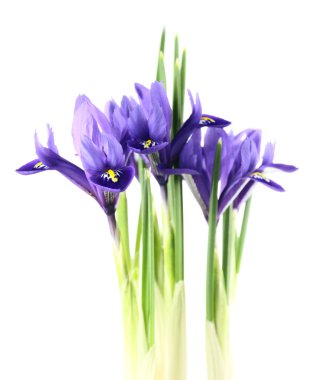 Iris reticulata clipart