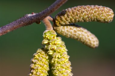 Huş ağacı çiçeği