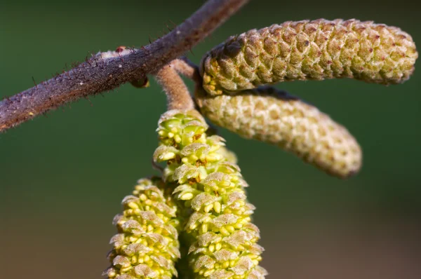 stock image Birch tree blossom