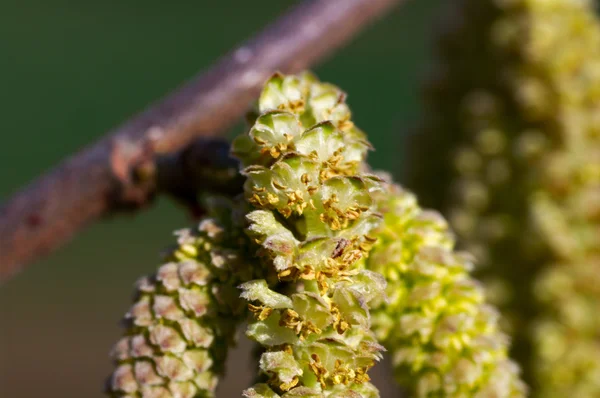 Stock image Birch tree blossom