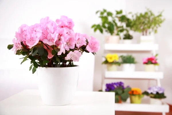 Květiny v interiéru — Stock fotografie
