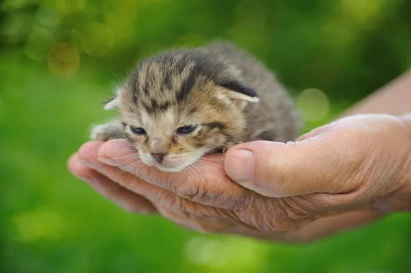 Senior woman holding little kitten — Stock Photo, Image