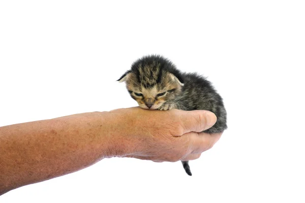 Starszy ważąca mały kotek — Zdjęcie stockowe