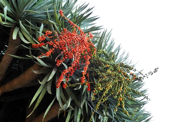 Flora of Madeira - Dragon tree, Dracaena draco — Stock Photo, Image