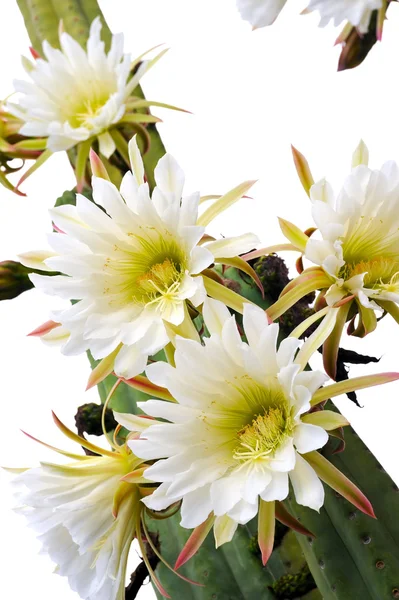 Close up of cactus flowers — Stock Photo, Image