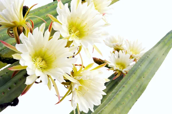 Close-up van cactus bloemen — Stockfoto