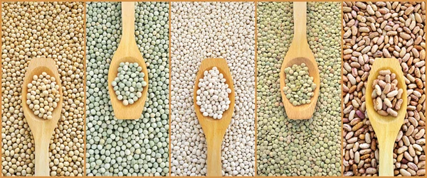 Collage of dried lentils, peas, soybeans, beans with wooden spoon — Stock Photo, Image