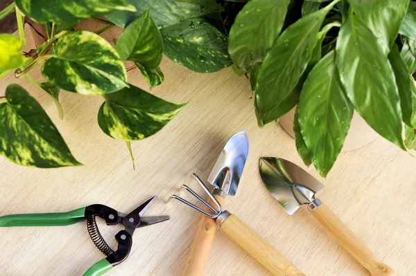 Gardening tools and houseplants — Stock Image Gardening tools and houseplants Stock Picture